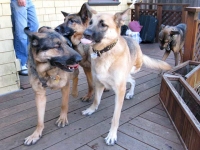 Oaktown Pack Tripawd German Shepherd Party