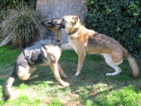 Wyatt and Travis Oaktown Pack German Shepherd Tripawds