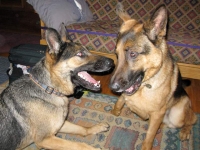 Wyatt and Austin Oaktown Pack German Shepherd Tripawds