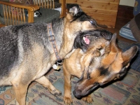 Wyatt and Austin Oaktown Pack German Shepherd Tripawds