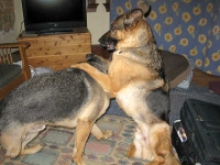 Wyatt and Austin Oaktown Pack German Shepherd Tripawds