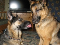 Wyatt and Austin Oaktown Pack German Shepherd Tripawds