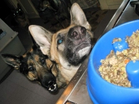 GSD Tripawds Travis and Wyatt want Just Food for Dogs