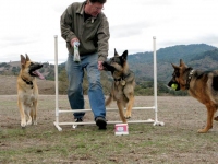Oaktown Pack Three Legged German Shepherd Tripawds