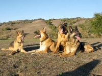 Oaktown Pack Three Legged German Shepherd Tripawds