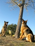 Oaktown Pack Three Legged German Shepherd Tripawds