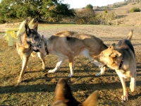 Oaktown Pack Three Legged German Shepherd Tripawds