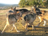 Oaktown Pack Three Legged German Shepherd Tripawds