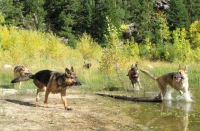 Oaktown Pack Tripawd GSD party in the Rockies