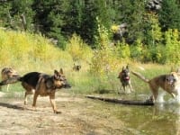 Oaktown Pack Tripawd GSD party in the Rockies