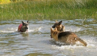 Oaktown Pack Tripawd GSD party in the Rockies