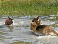 Oaktown Pack Tripawd GSD party in the Rockies