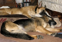 Oaktown Pack Tripawd GSD party in the Rockies