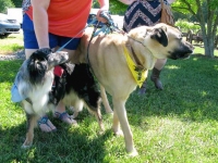 Tripawds at Greyhounds Rock VA Party