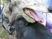 Three Legged Greyhound