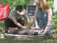 Greyhounds Rock Acupuncture Demonstration