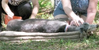 Greyhounds Rock Acupuncture Demonstration