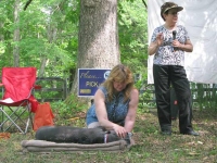 Greyhounds Rock Acupuncture Demonstration