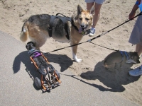 Meeting a parapawlegic dachsund at Fort Funston in San Francisco