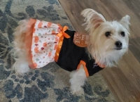 Heidi 2020 Costume Contest