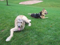 Jerry and Finnegan the three-legged Irish Wolfound