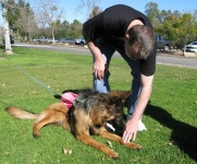 SoCal Tripawds Pawty