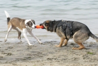 Bernie and Wyatt Tug o War