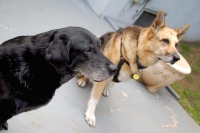 Jerry and Sami the Three legged dogs of L.A.