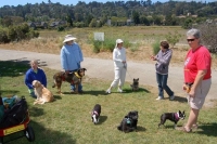 Northern California Tripawd Families