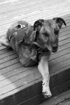 Pacific Northwest Tripawds Party July 2011