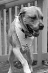 Pacific Northwest Tripawds Party July 2011