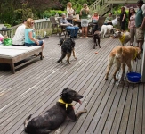 Pacific Northwest Tripawds Party July 2011