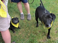 Team Tripawds at Morris Animal Foundation K9 Cancer Walk