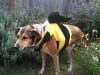 Queen Bee Chloe