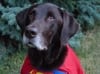 Superdog Hunter
