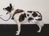 maggiecowdog