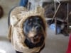 sassy-sugar-bear-costume-09