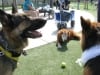 Wyatt, Buddy, Hannah