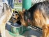 Celebrating Tripawd love