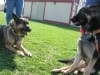 Wyatt meets Rosie